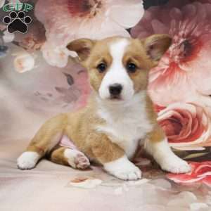 Hudson, Pembroke Welsh Corgi Puppy