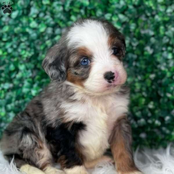 Sophie, Mini Bernedoodle Puppy