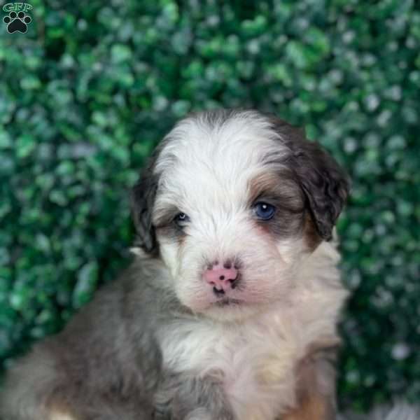 Charlie, Mini Bernedoodle Puppy