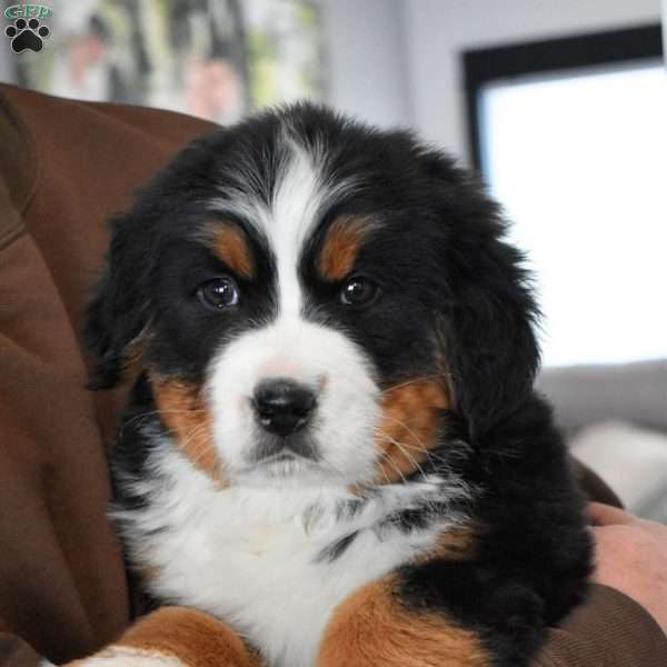 Cuddles, Bernese Mountain Dog Puppy