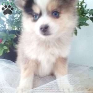 Kyrie, Pomsky Puppy