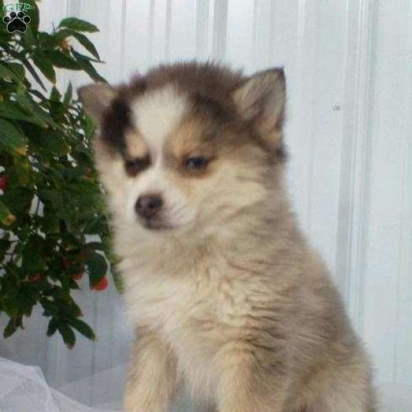 Kyrie, Pomsky Puppy