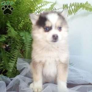 Kyrie, Pomsky Puppy