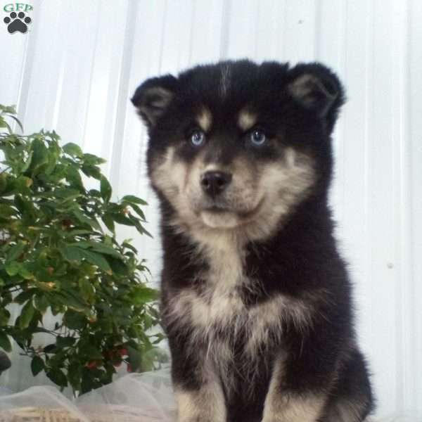 Keisha, Pomsky Puppy