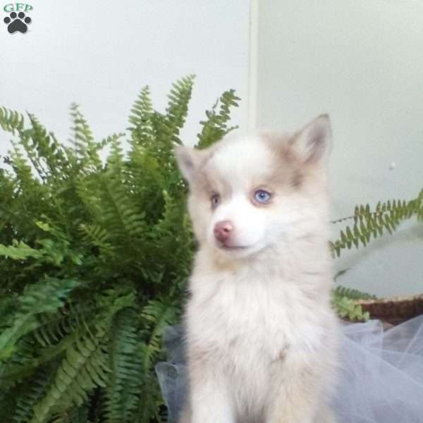 Kathy, Pomsky Puppy