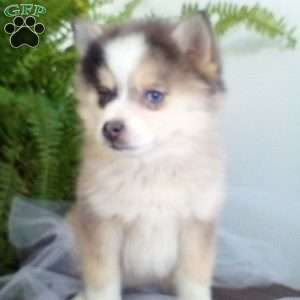 Kyrie, Pomsky Puppy