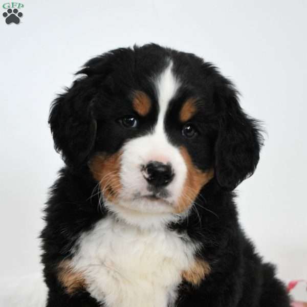 Diesel, Bernese Mountain Dog Puppy