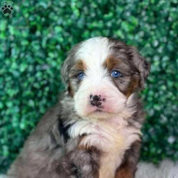 Cooper, Mini Bernedoodle Puppy