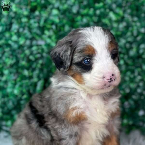 Lola, Mini Bernedoodle Puppy