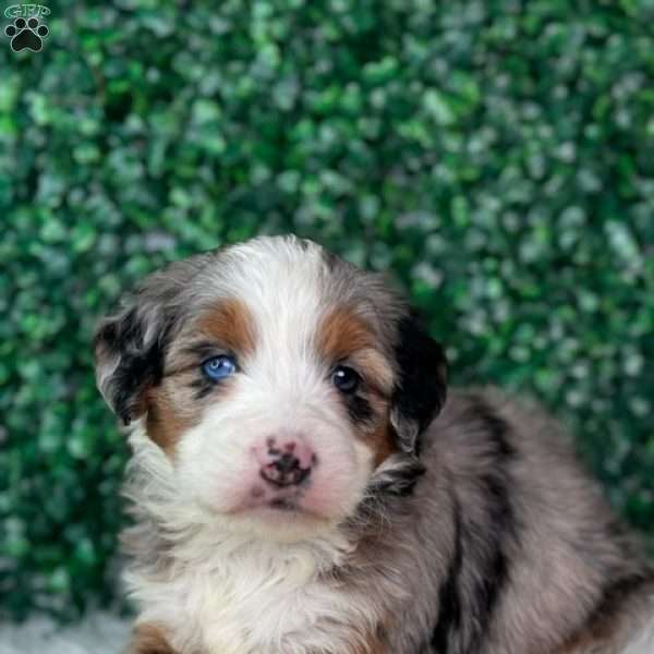 Hazel, Mini Bernedoodle Puppy