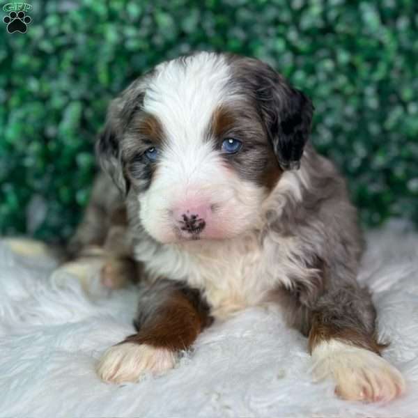 Ace - Mini Bernedoodle Puppy For Sale In Ohio