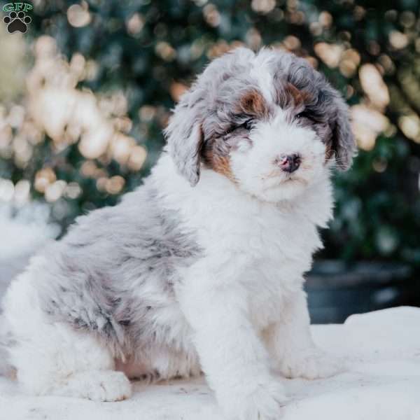 Jada, Mini Bernedoodle Puppy