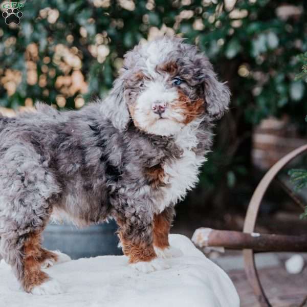 Jasper, Mini Bernedoodle Puppy