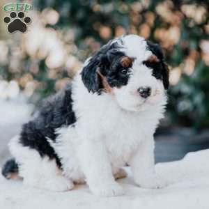 Jewel, Mini Bernedoodle Puppy