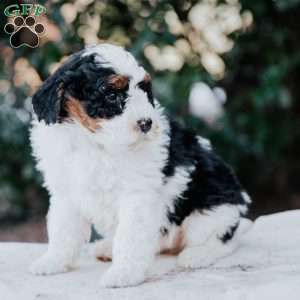 Jewel, Mini Bernedoodle Puppy