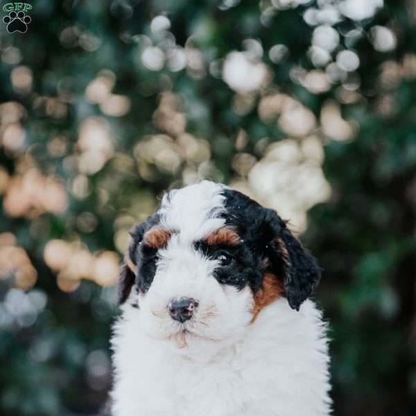 Jewel, Mini Bernedoodle Puppy