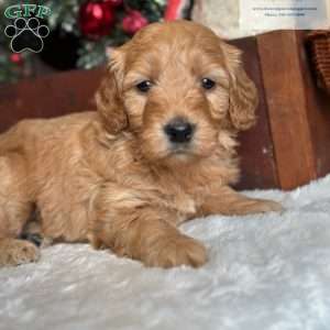 JOLENE, Mini Goldendoodle Puppy