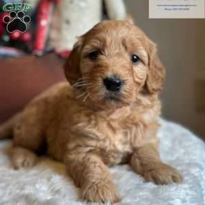 JOLENE, Mini Goldendoodle Puppy