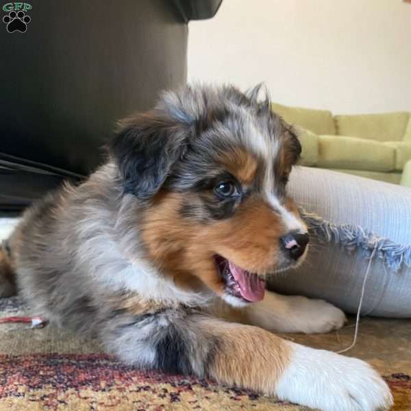 Junior, Australian Shepherd Puppy