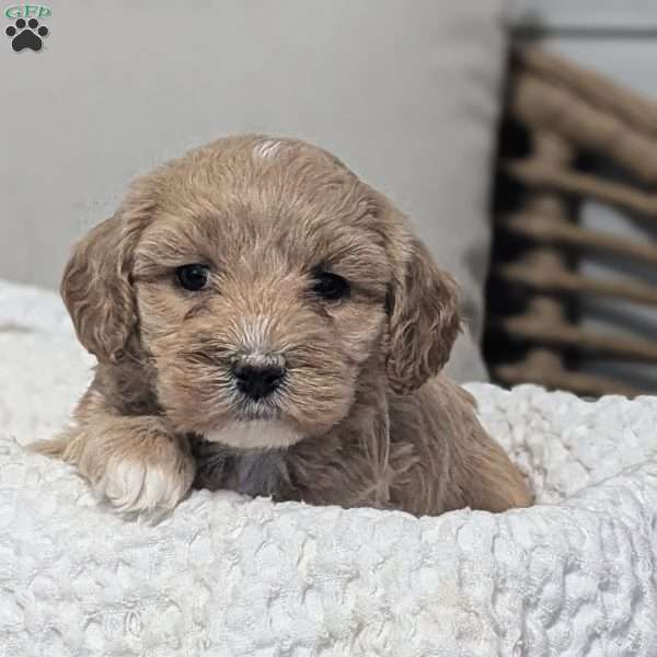 Lacy, Maltipoo Puppy