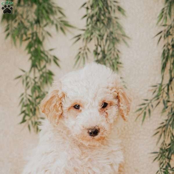 Lanel, Miniature Poodle Puppy