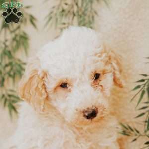 Lanel, Miniature Poodle Puppy