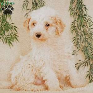 Lanel, Miniature Poodle Puppy