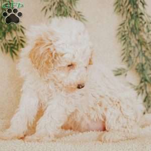 Lanel, Miniature Poodle Puppy