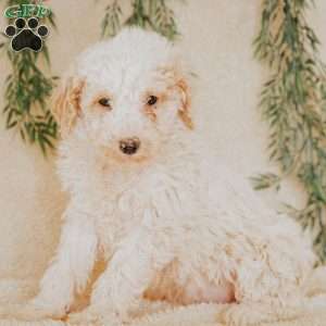 Lanel, Miniature Poodle Puppy