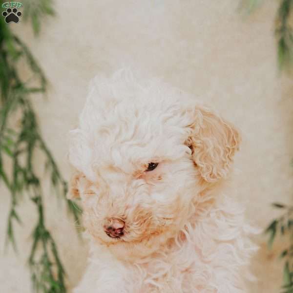 Larry, Miniature Poodle Puppy