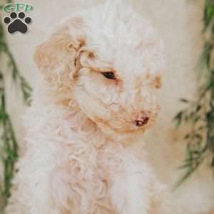 Larry, Miniature Poodle Puppy