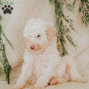 Larry, Miniature Poodle Puppy