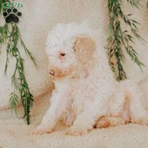 Larry, Miniature Poodle Puppy