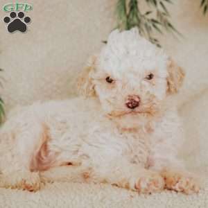 Larry, Miniature Poodle Puppy