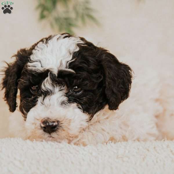 Leo, Miniature Poodle Puppy