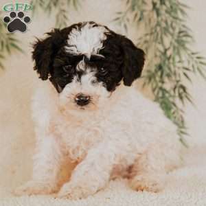 Leo, Miniature Poodle Puppy