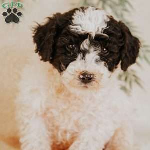 Leo, Miniature Poodle Puppy