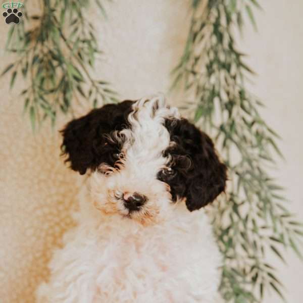 Lexi, Miniature Poodle Puppy