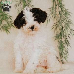 Lexi, Miniature Poodle Puppy