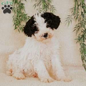 Lexi, Miniature Poodle Puppy