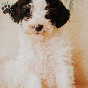 Lexi, Miniature Poodle Puppy