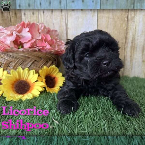 Licorice, Shih-Poo Puppy