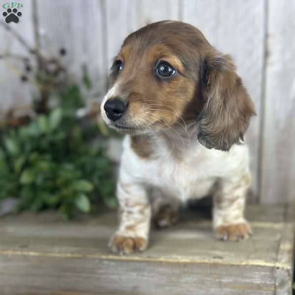 piper, Dachshund Puppy