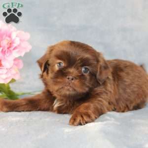 Mallard, Shih Tzu Puppy