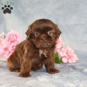 Mallard, Shih Tzu Puppy