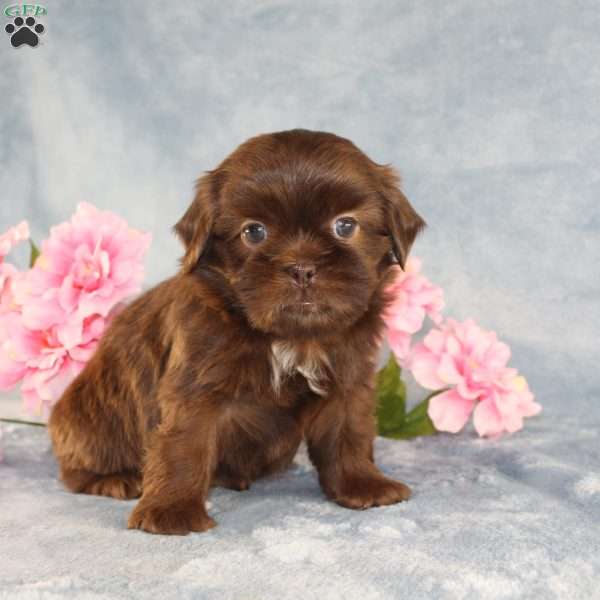 Mallard, Shih Tzu Puppy