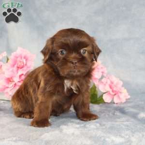 Mallard, Shih Tzu Puppy