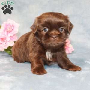 Mallard, Shih Tzu Puppy