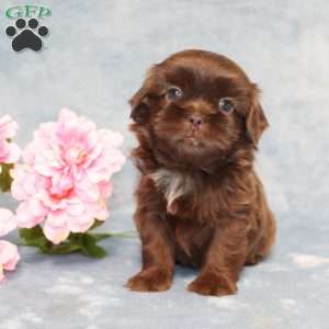 Mallard, Shih Tzu Puppy