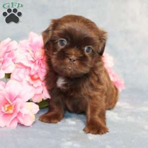 Mallard, Shih Tzu Puppy